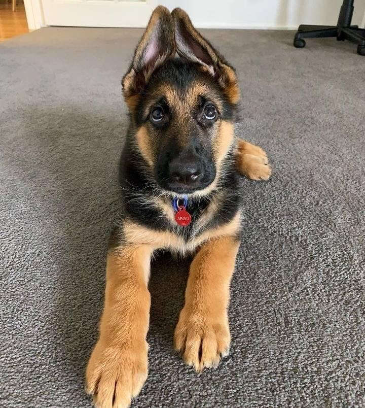 german shepherd available for sale near me